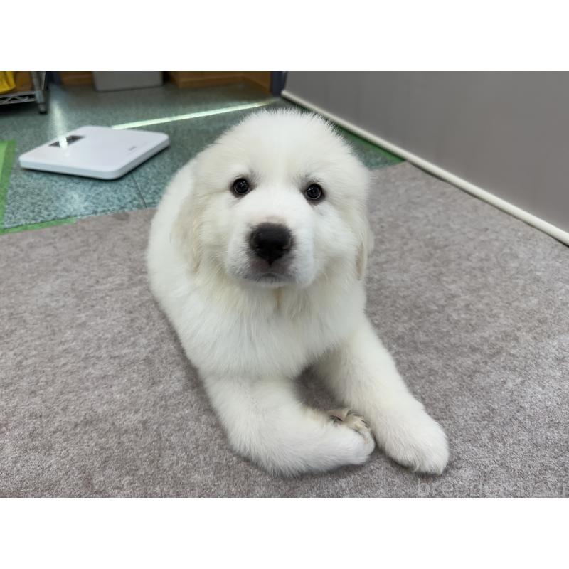 成約済の千葉県のグレートピレニーズ-394915の2枚目